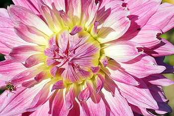 jiřina, květ, rostlin, flóra, Příroda, růžový, asteraceae, zahrada, kvetoucí, obilovin, angiospermy