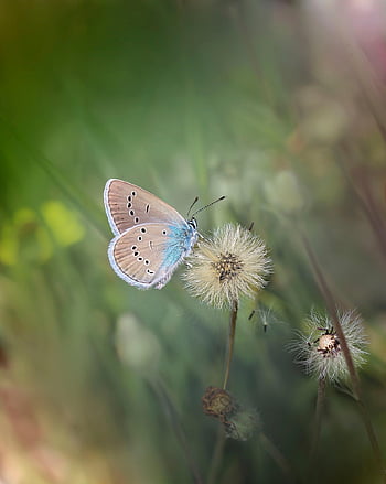 motýl, křídla, hmyz, motýlí křídla, pyl, okřídlený hmyz, lepidoptera, fauna, živočišného světa, Příroda, zblízka