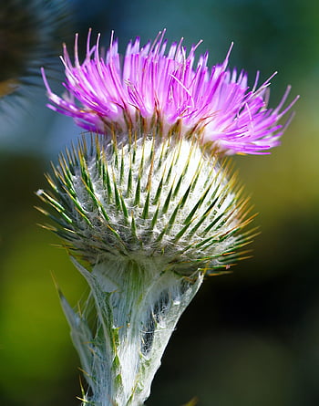 cardo, fiore, fiore viola, fioritura, fiorire, flora, Fiore di cardo, sfondo di fiori, avvicinamento, macro, carta da parati floreale