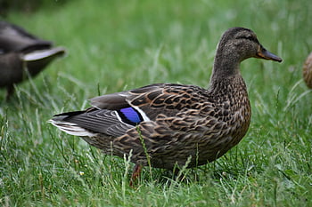 bird, duck, ornithology, plumage, drake, crossword, beak, animal, poultry, avian, nature