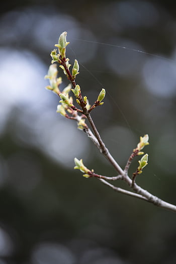 Baum, Ast, Natur, Blume, Knospe, Hintergrund, frisch, natürlich, Jahreszeit, Frühling, Frische