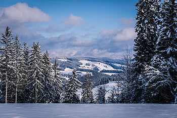 les, kopců, sníh, panoráma, stromy, zimní, zasněžený, Studený, zimní les, jedle, jehličnany