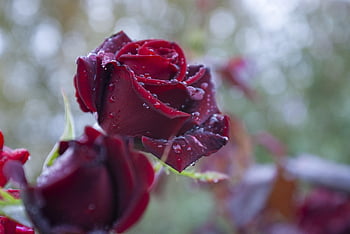 rose, flower, burgundy, dew, nature, rain, drops