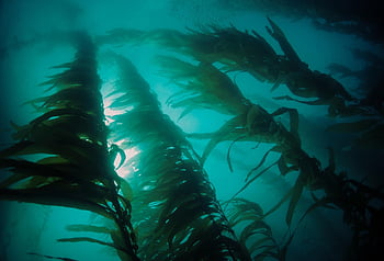 kelp, seaweed, aquatic Plant, algae, underwater, plant, water, sea, ocean, nature, www