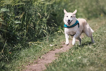 white dog, teal collar, running outside, happy dog, blue harness, sunny path, surrounded by grass, outdoor activity, pet photography, nature walk, dog exercise