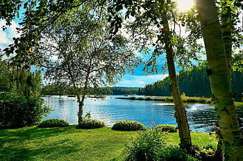 See, sonnig, Wald, Landschaft, Natur, Sommer-, Bäume, Birken, Umgebung, Wetter, Ökologie