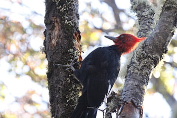 red Headed Woodpecker, woodpecker, bird, nature, animal, wildlife, avian