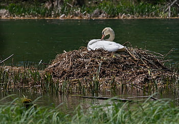 vodní pták, labuť, hnízdo, jezero, Příroda, pták, dumat, peří
