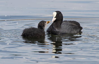 coots, chick, lake, baby Coot, water Birds, animals, wildlife, feathers, plumage, bill, beak