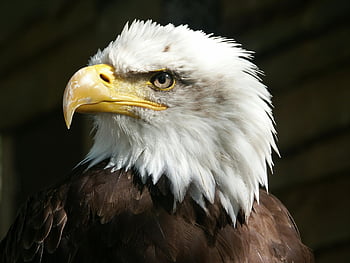 Orel bělohlavý, detailní portrét, Majestic Eagle, pronikavý pohled, nápadní peří, orlí hlava, bílé peří, žlutý zobák, dravý pták, fotografování divoké zvěře, fotografování přírody