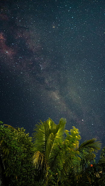 sternenklare Nacht, Tropische Palmen, sternenklarer Himmel, Sternbilder, Nachtfotografie, üppige Bäume, Milchstraße, Nachtlandschaft, tropische Nacht, Sternenhimmel, Nachtszene