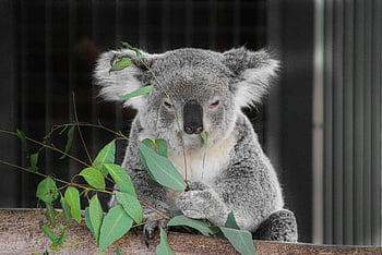koala, marsupial, australia, eucalyptus, furry, fur, cute, charming, bear, aussie, nature