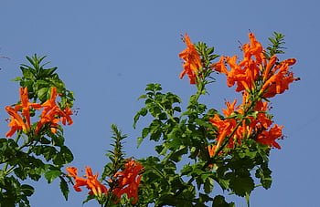 꽃, tecoma capensis 케이프 허니, 비그 노니 아세과, 자연, Bignonia capensis, 아름다운 꽃들, 꽃 벽지, 꽃 배경, 인도