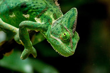 chameleón, hlava, zelená, ještěrka, plaz, divoké zvíře, divočina, volně žijících živočichů, fotografování divoké zvěře, zvíře, živočišného světa