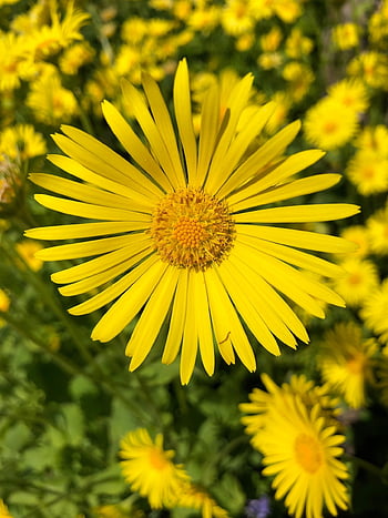 yellow, flower, spring