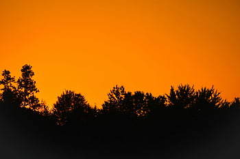 solnedgång, silhuett, träd, apelsinhimmel, dramatisk, natur, landskap, kväll, skog, himmel, horisont