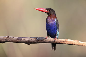 burung, burung pekakak, Java Shobin, Pulau Jawa, Indonesia, Asia Tenggara, spesies endemik, burung liar, alam, penuh warna