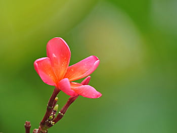 floare, floare tapet, plumeria, flori frumoase, botanică, a inflori, inflori, grădină, frangipani, fundal de floare, floră