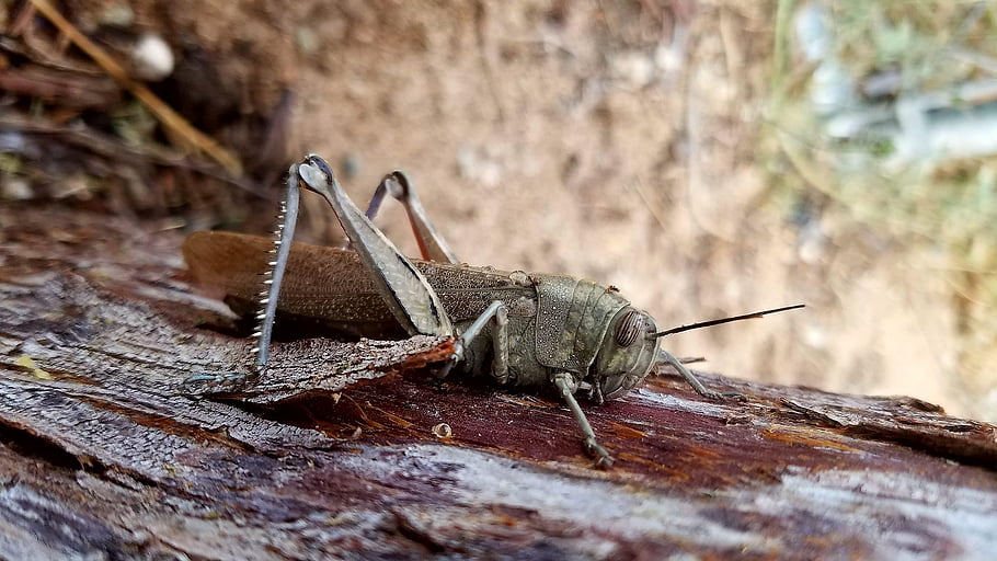 insect, grasshopper, entomology, macro, species, tree Sap, high Desert