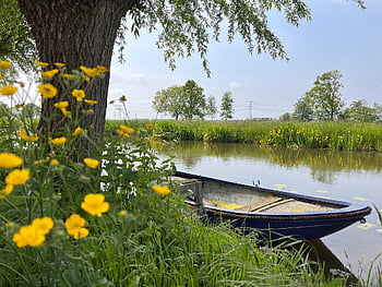 boat, rowing Boat, water, buttercup, nature, landscape