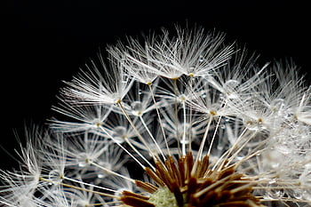 flower, nature, dandelion, wildflower, flower Wallpaper, seeds, seed Head, blowball, common Dandelion, bloom, blossom