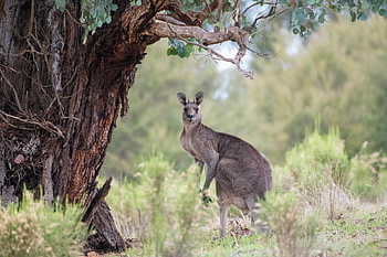 kanguru, Kanguru kelabu timur, hewan, macropus giganteus, berkantung, macropod, mamalia, herbivora, margasatwa, liar, alam