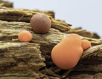 slime Mold, wolfs Milk, orange, outdoor, tiny, miniature, pattern, texture, forest, growth, slime-mould