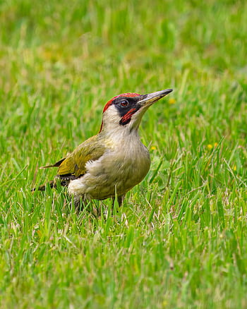 Grünspecht, Specht, Vogel, Tier, Vögel beobachten, Vogelkunde, Wildvogel, Tierwelt, Natur, Spezies, Fauna