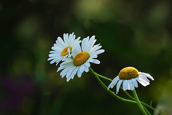 flowers, beautiful Flowers, petals, wildflowers, plant, flower Background, macro, affix, flower Wallpaper, nature, flora
