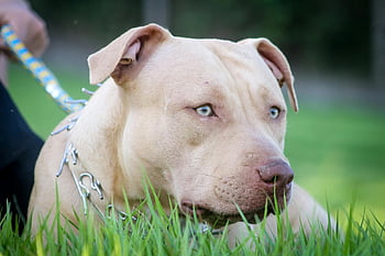 tan pitbull, dog portrait, outdoor setting, grassy area, close-up, dog collar, leash, pet photography, animal photography, pitbull dog, tan dog