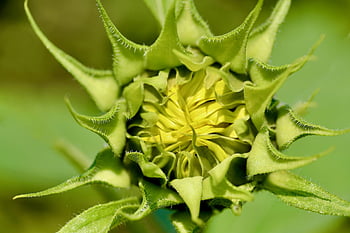 solsikke, knop, blomstre, flor, blomst, plante, vækst, botanik, flora
