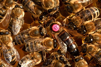 queen Bee, bees, insect, honeybee, honey, beekeeper, beekeeping, carnica, nature, carniolan Honey Bee