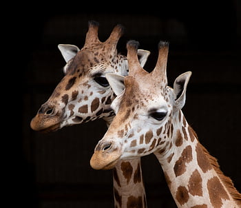 giraffe, long Neck, rothschild Giraffe, horns, neck, animal, mammal, wildlife, zoo, safari, nature