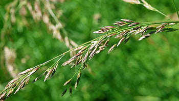 wild Herbs, meadow, nature, green, botanical, countryside, plant, environment, flora, season, summer