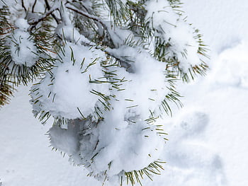 snow, winter, background, tree, close up, christmas, forest, outdoor, snowflake, needle, white