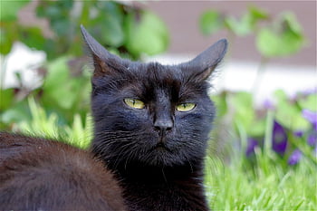 cat, black, pet, cat Eyes, domestic Animal, nature, puss, animal, evil, garden, whiskers