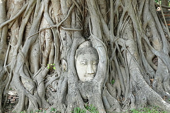 Buddha head, Banyan tree roots, Ayutthaya, Thailand, historic landmark, tree roots, Buddha statue, Ayutthaya Thailand, Buddha head statue, tree roots landmark, Ayutthaya historic site