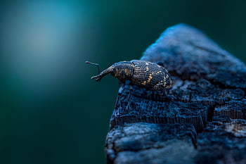 large Pine Weevil, beetle, insect, weevil, hylobius Abietis, bug, parasite, nature, night, dark, macro