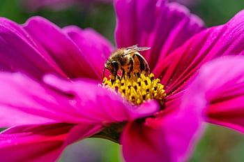 Kosmeen, Biene, Pollen, bestäuben, Insekt, Entomologie, Schmuckkorb, cosmea, blühen, Nektar, rosa Blütenblätter