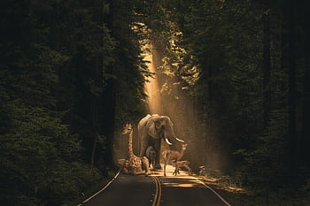 nature, animals, forest, route, sunset, light Rays, deer, elephant, giraffe, young, fauna