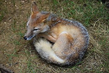 Volpe, natura, animale, zoo, stanco e assonnato, arricciato, confortevole, un cane, cagnetto, lupo, cappotto caldo