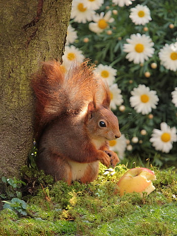 animal, mammifère, rongeur, écureuil, la nature, Sciurus Major Vulgaris, possierlich, faim, Loup vers le bas, Pomme, jardin