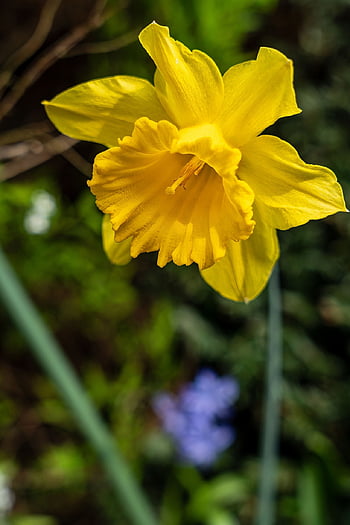 flower, daffodil, yellow, nature, garden, green, plant, spring, jaune, jardin, vert