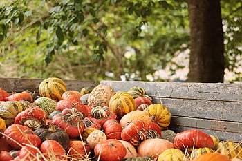 pumpkins, vegetables, harvest, fall, autumn Mood, thanksgiving, seasonal, organic, agriculture