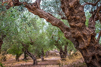olivový háj, olivovník, Příroda, rostlin, olivy, zemědělství, plantáž, strom, olivové plantáže, pěstování oliv, olej