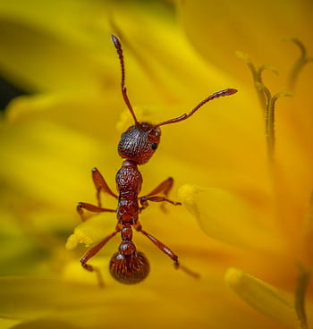 photo macro, fourmi rouge, fleur jaune vibrante, vue rapprochée, détails complexes, photographie d'insectes, nature gros plan, fourmi sur une fleur, macro détaillé, fleur jaune, gros plan sur une fourmi rouge