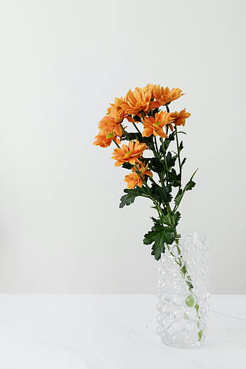 orange chrysanthemum, glass vase, white table, minimalistic style, textured glass, floral arrangement, indoor decor, orange flowers, modern decor, simple design, vase arrangement