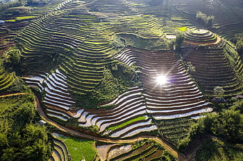 terraces, rice Field, rice, land, field, travel, natural, harvest, mountain, green, agriculture