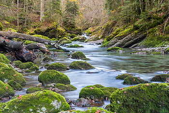 rocas, corriente, arroyo, arboles, llevar una vida de soltero, naturaleza, paisaje, fluir, agua que fluye, musgo, cubierto de musgo