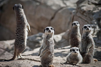 meerkats, ครอบครัว, suricate, พังพอน, เลี้ยงลูกด้วยนม, สัตว์, อยากรู้อยากเห็น, สัตว์โลก, ธรรมชาติ, ป่า, สัตว์ป่า